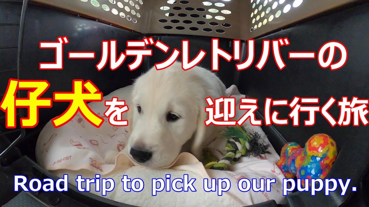 ゴールデンレトリバーの仔犬を迎えに行く旅