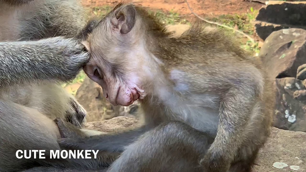 David monkey was accident falling down from temple so high make it consciousness​ | Poor David.