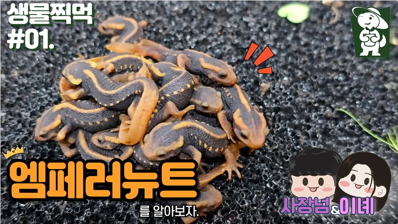 늬들 엠페러뉴트라고 아니...?