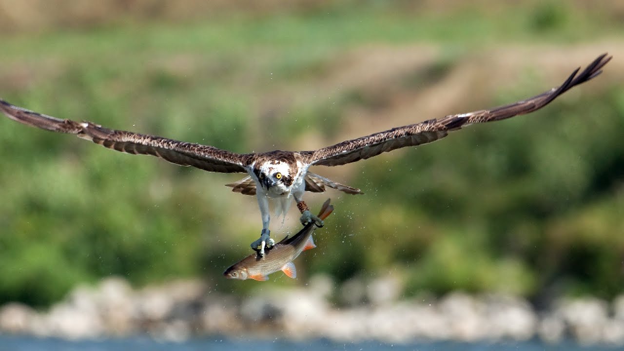reportage : le balbuzard pêcheur