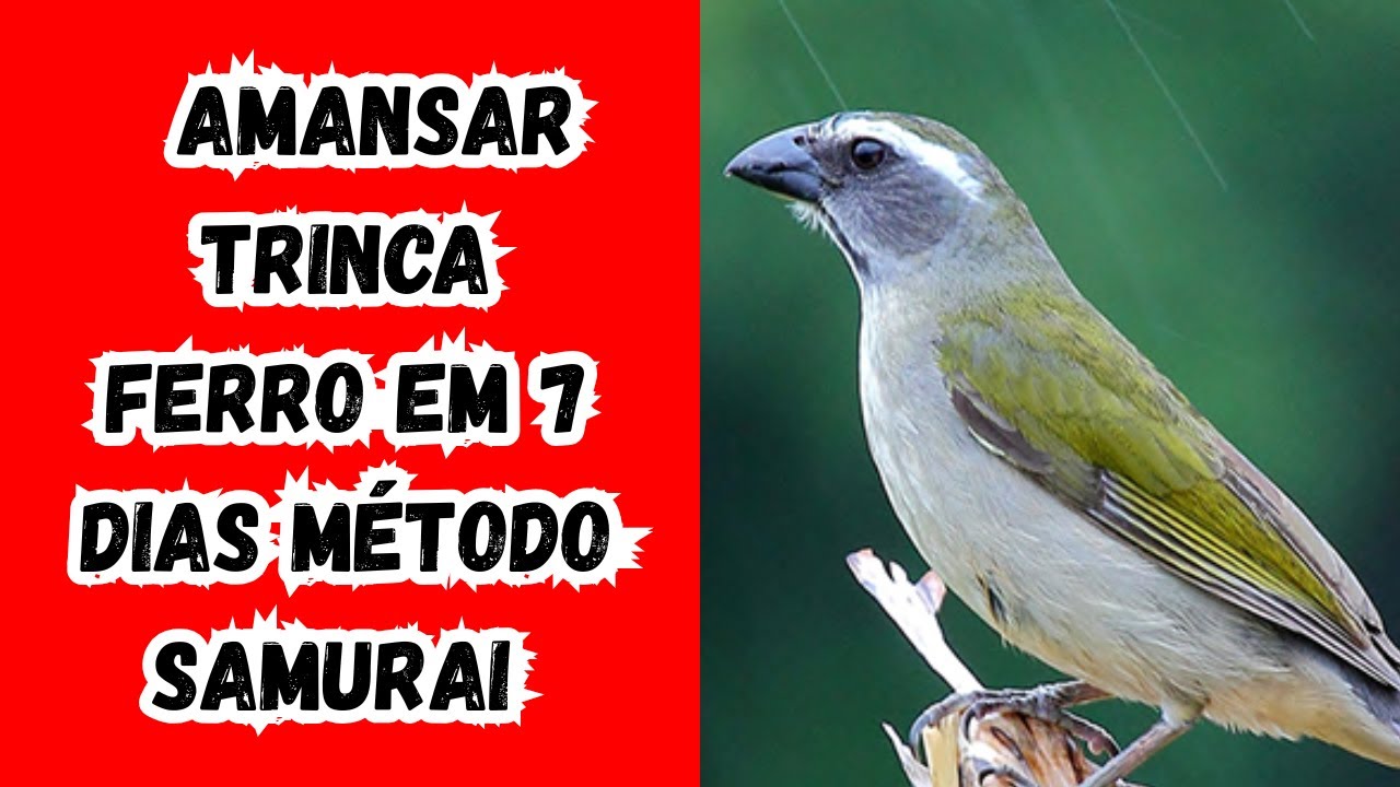 O Método Samurai para Amansar Trinca-Ferro em 7 Dias