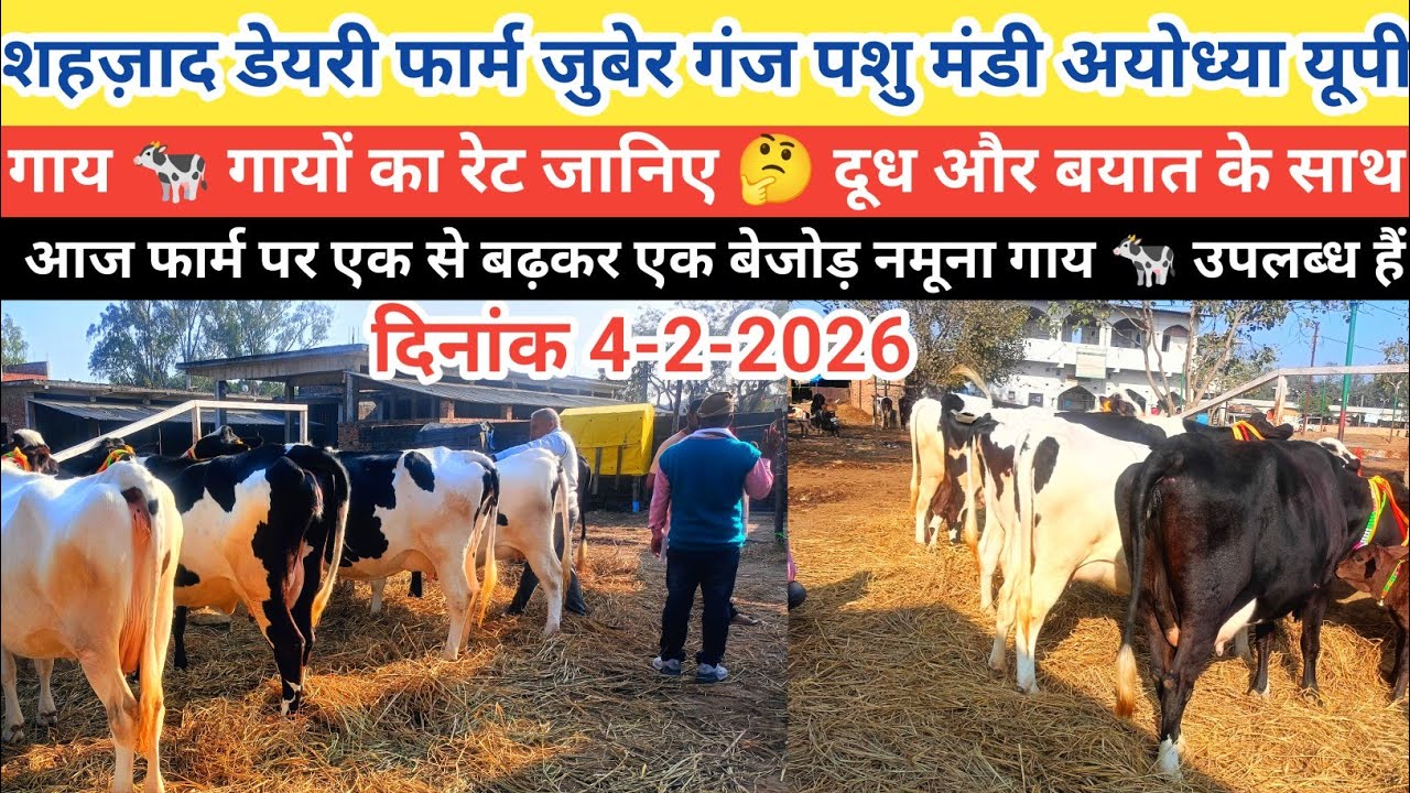 जुबेर गंज पशु मंडी में शहजाद डेयरी फार्म पर एक से बढ़कर एक बेजोड़ नमूना गाय 🐄 बिक्री हेतु उपलब्ध हैं 