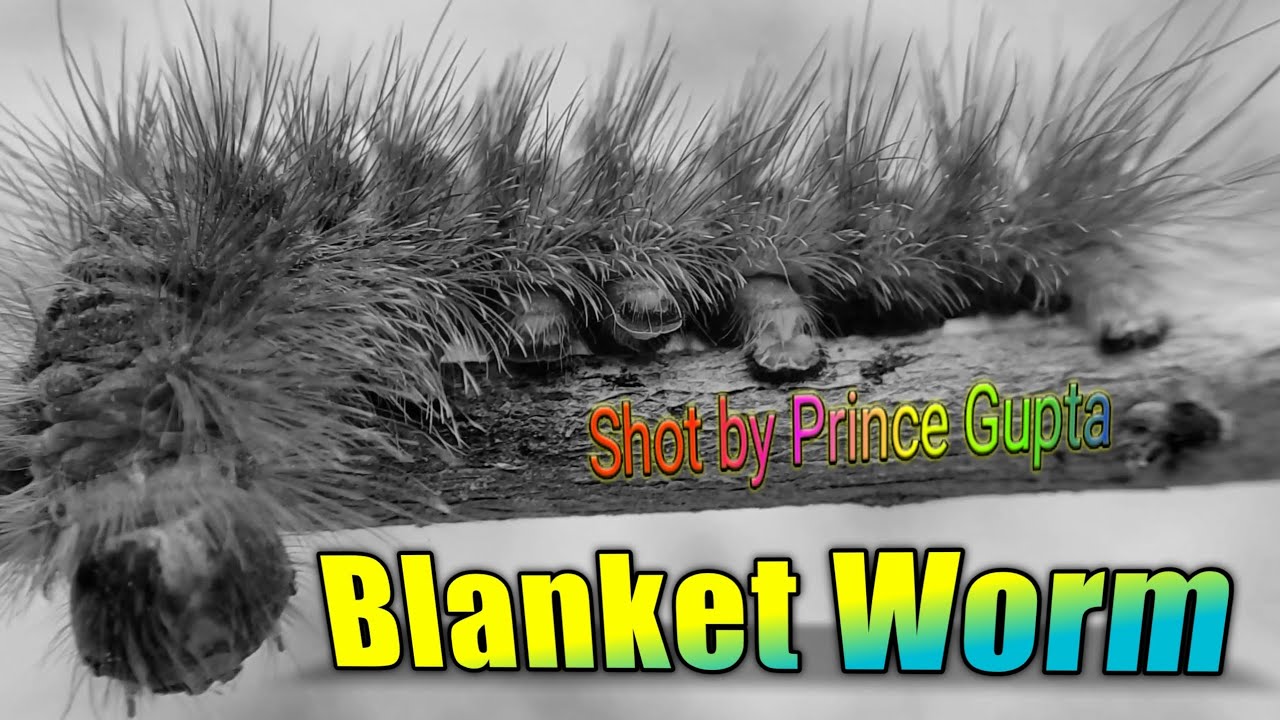 Blanket Worm | Shot by Prince Gupta