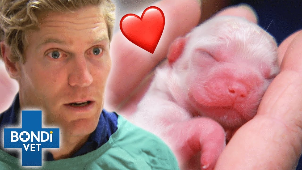 Most Emotional Puppy Births - PART 2! 😭🐶 | Bondi Vet Compilation | Bondi Vet