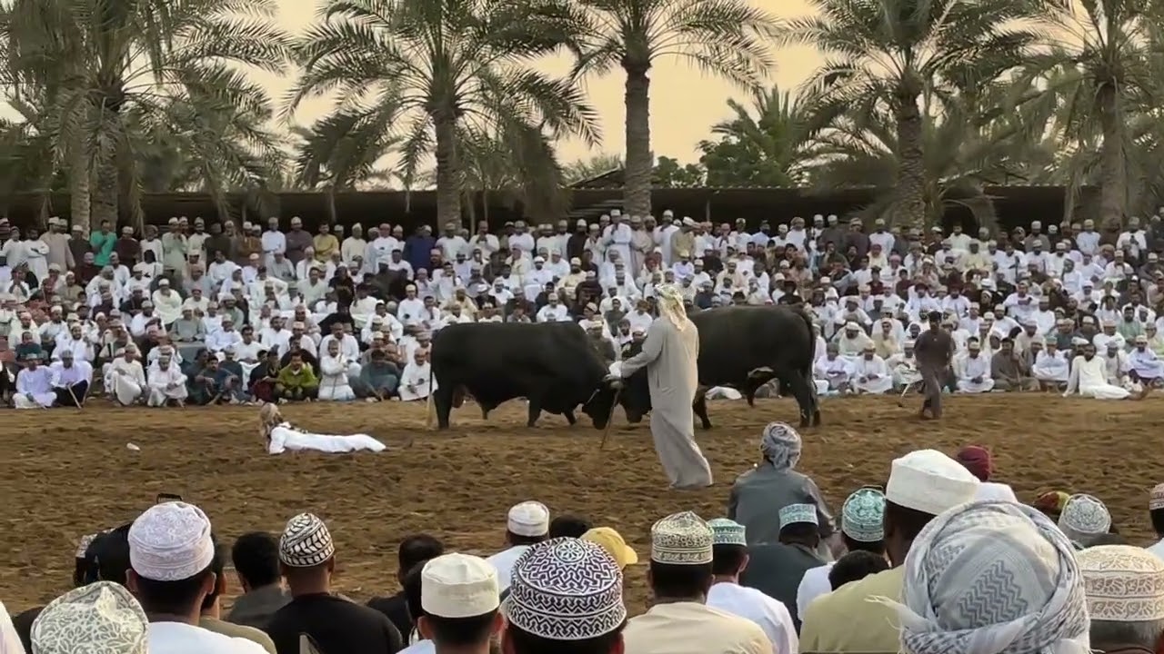 جولة التحدي بين الشبابي والتنين