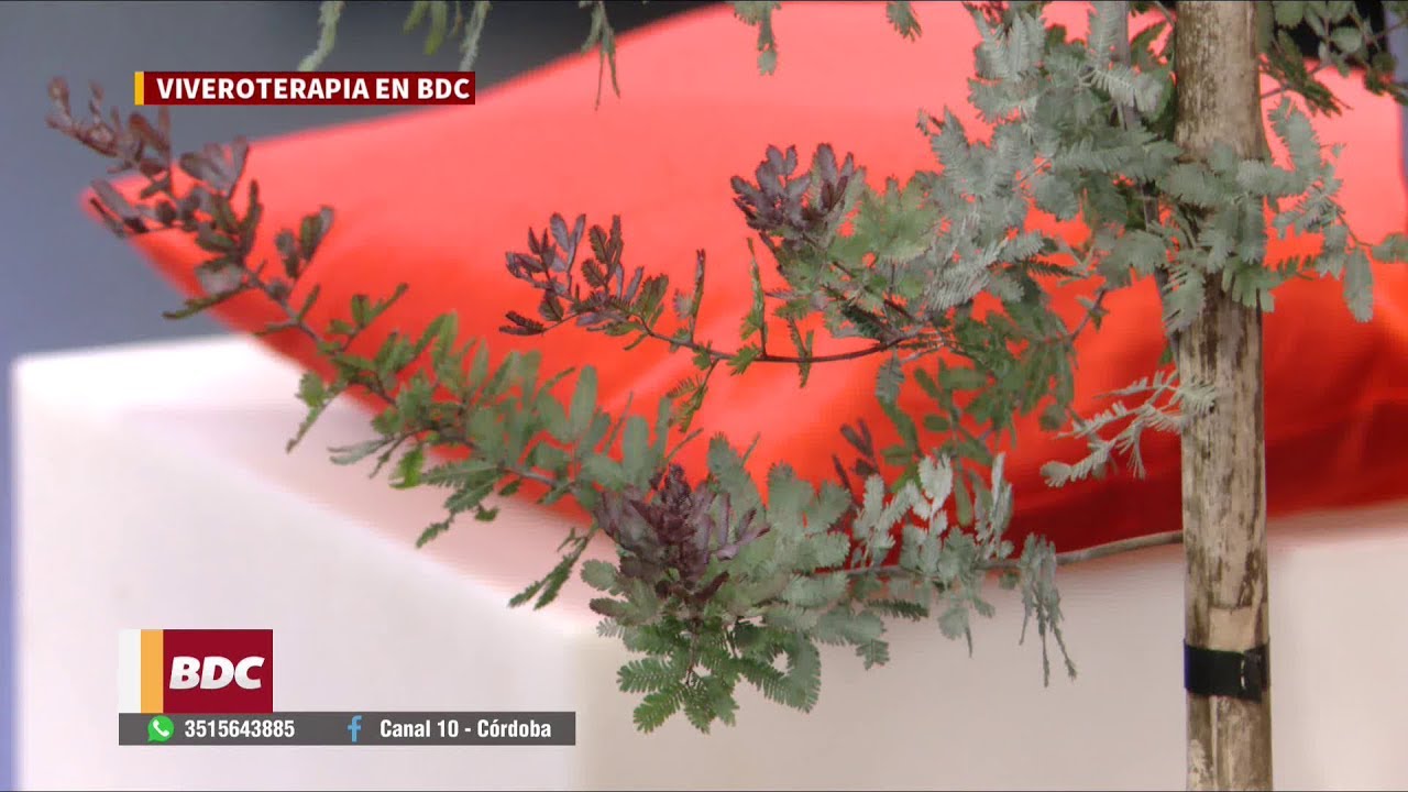 Los secretos del cuidado de la Acacia Baileyana Rubra en Bien de Córdoba