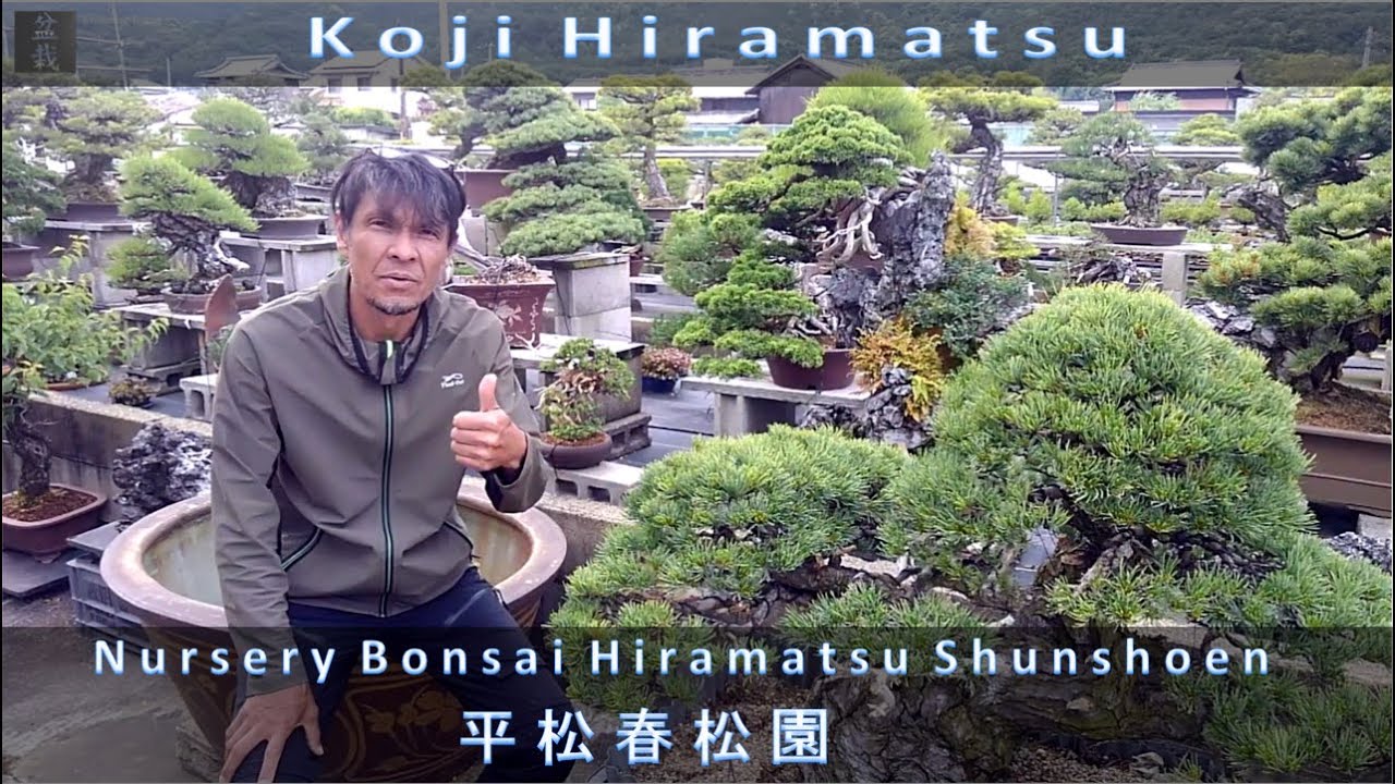 koji Hiramatsu ..in the nursery Bonsai  Hiramatsu Shunshoen