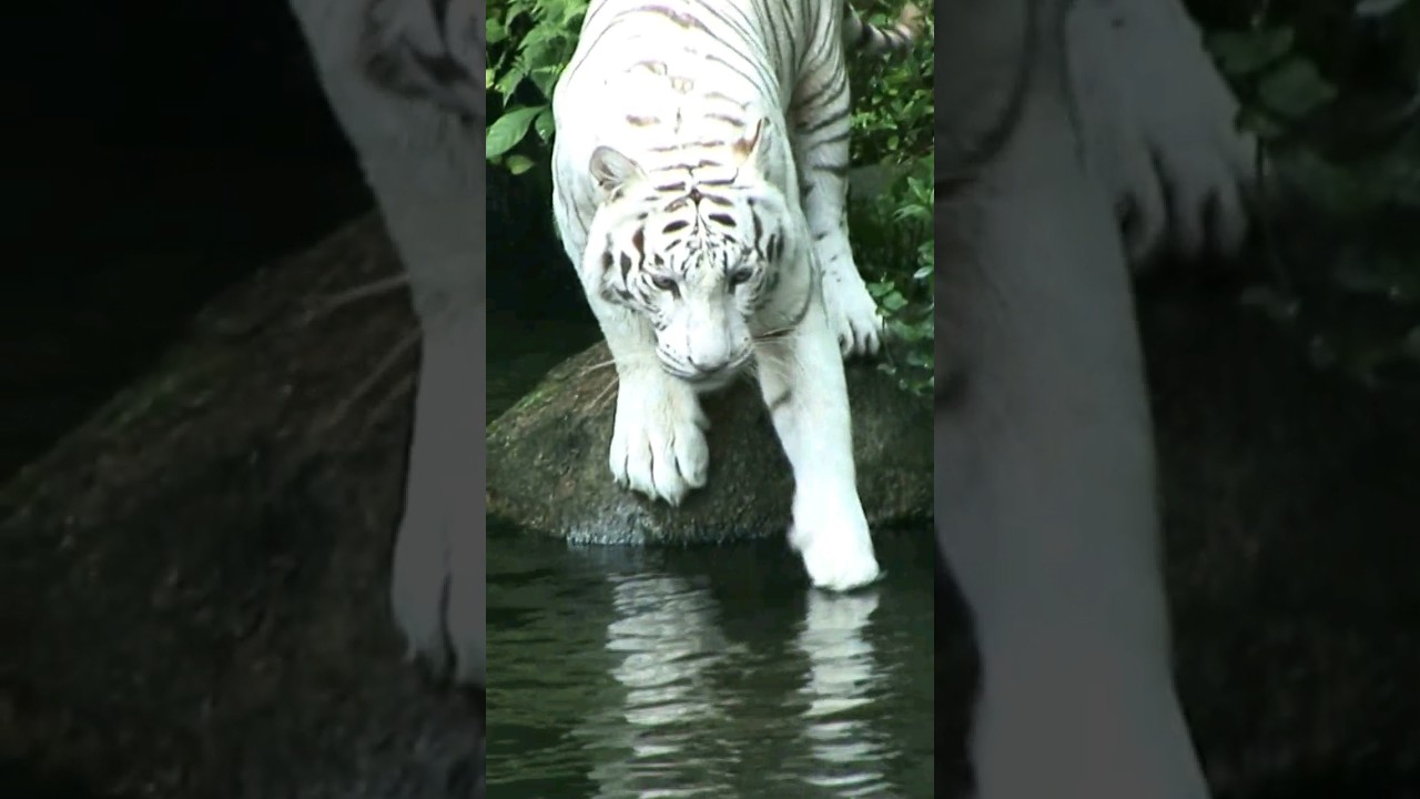 TIGRE BRANCO: Os tigres-brancos tendem a ser maiores que os tigres de cor laranja.