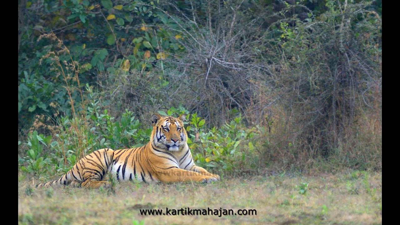 Jay The Huge male Tiger