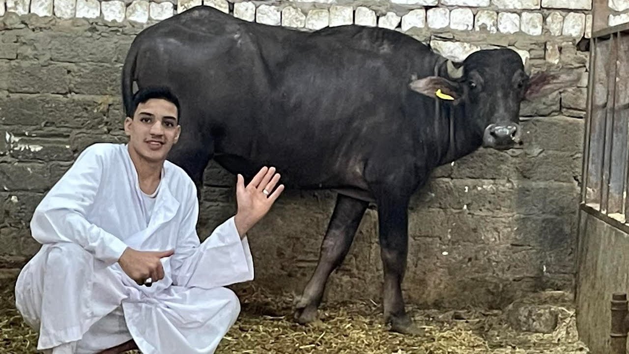 العمده يحيى بيقدم مفاجأة جاموس ايطالي عجلات هولشتاين وسيمنتال الماني بيور من الممنوعات وبسعر زمان