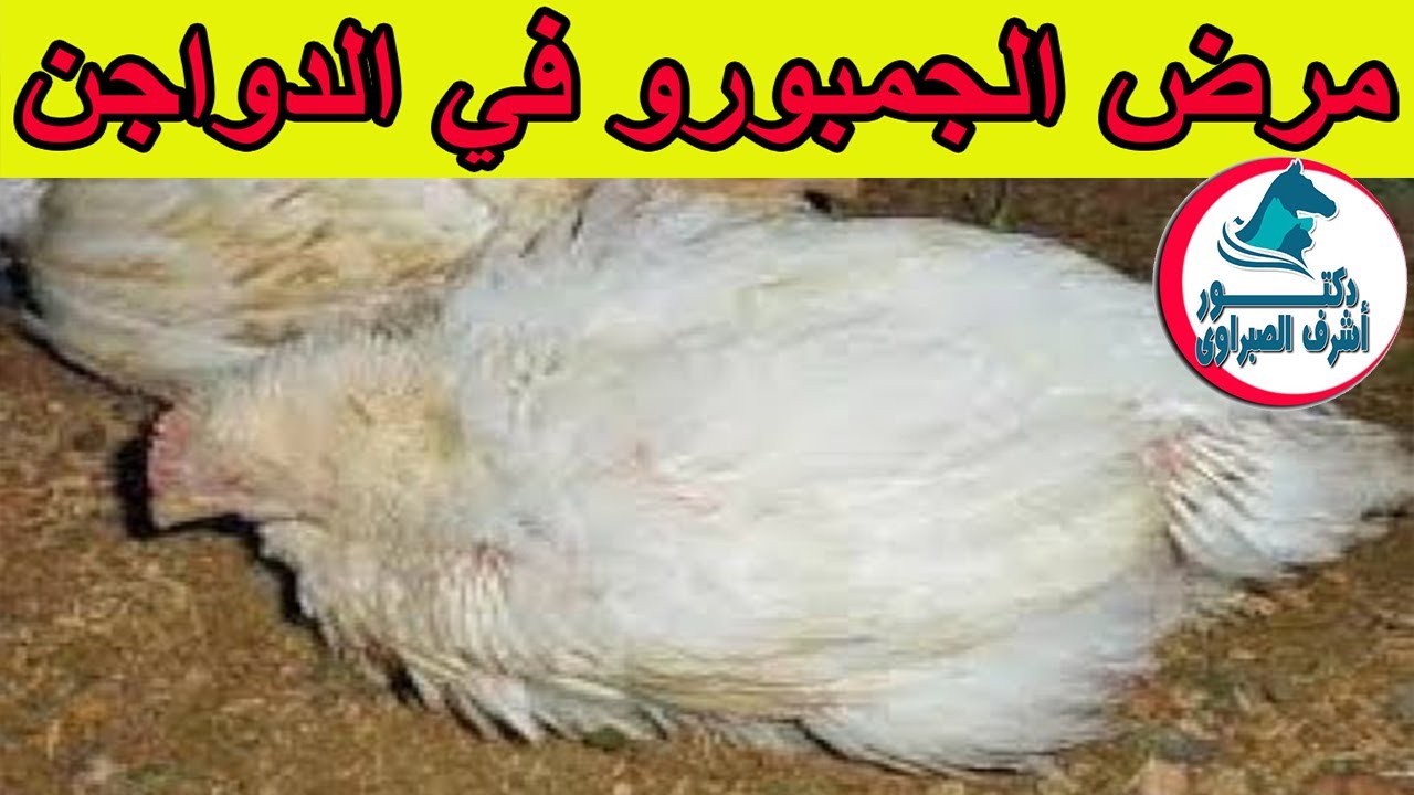 مرض الجومبور  في الدواجن .. فترة الحضانة .. مدته .. ذروته .. أعراضه .. وطرق الوقاية  منه !!!
