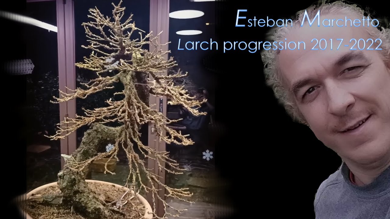 Larch Bonsai (Larix decidua) - five years progression by Esteban Marchetto