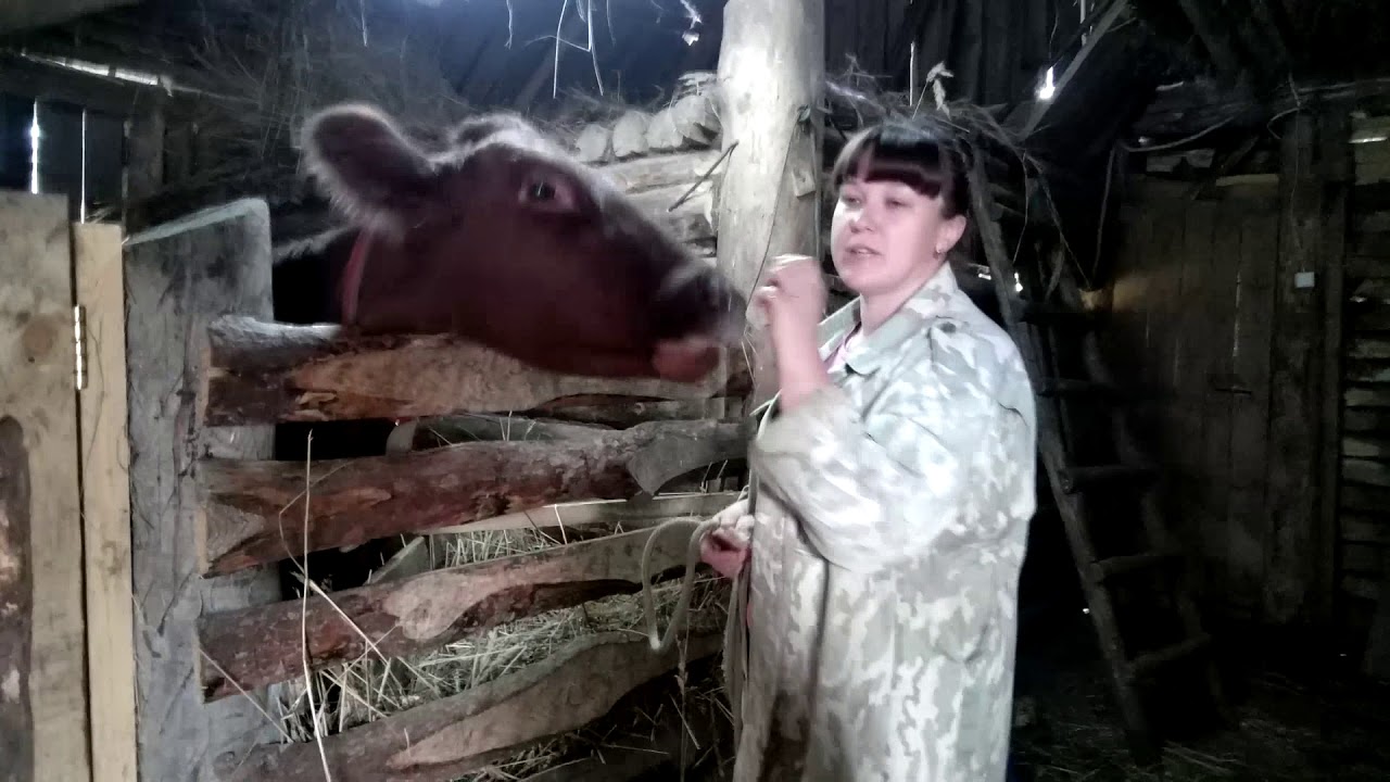Дойка первотелки Малышки,антибрык и энергетический коктейль Фелунец.