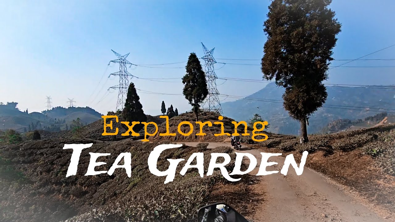 Mobile Moto vlogging...Habibi welcome to Tea garden.