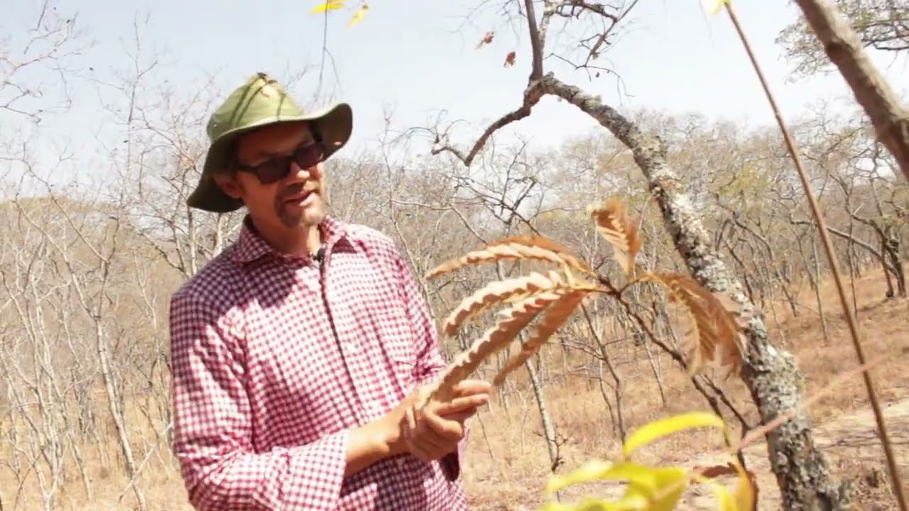 The Trees of the Miombo Woodland
