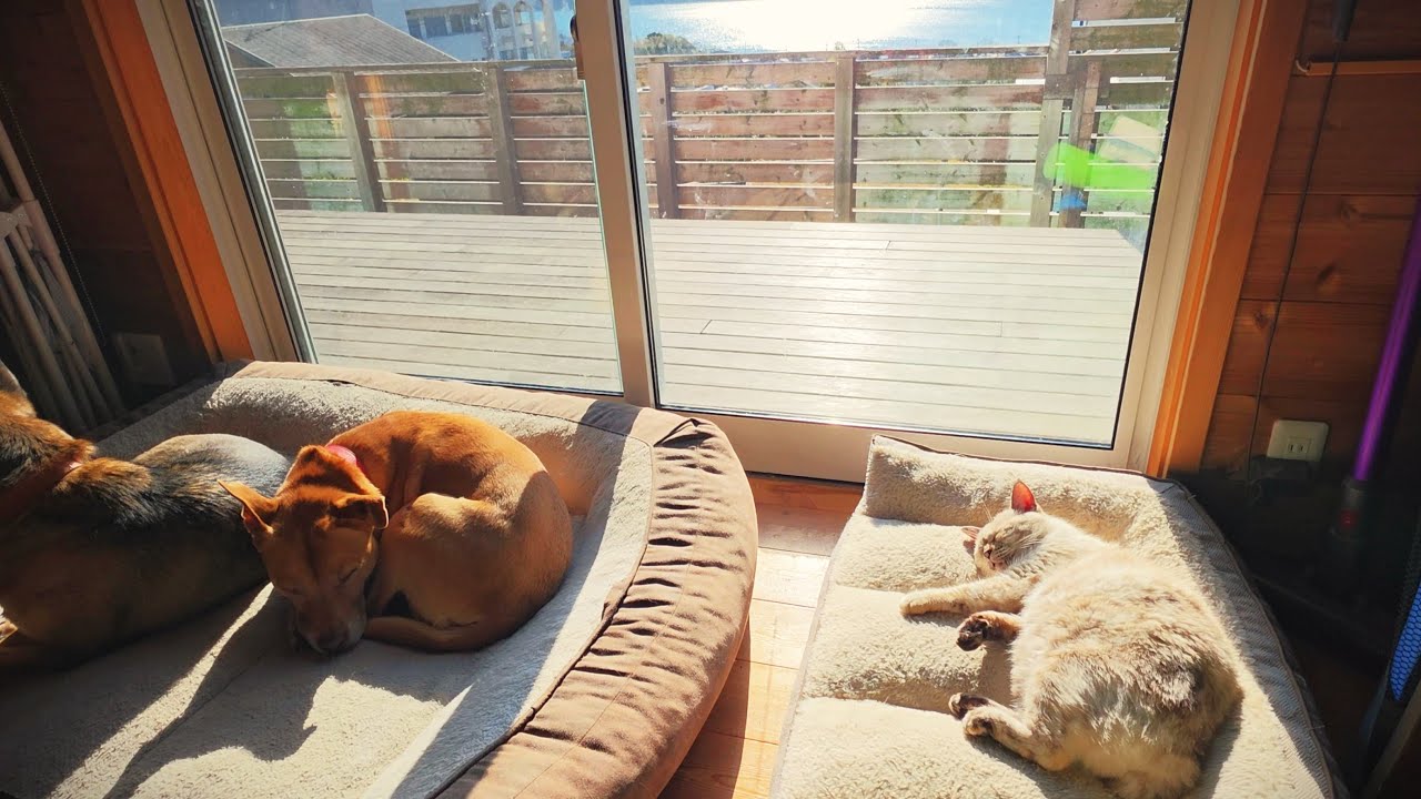 薪ストーブが叶える幸せな元旦。暖かさで「とろける」犬猫を見守る、穏やかな家族の時間。オリーブの島、小豆島のログハウスでの夫婦の島暮らしの日常。