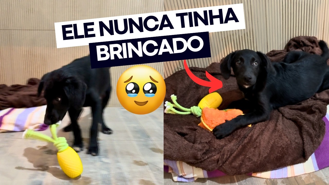 FILHOTE DE 4 MESES VENDO BRINQUEDO PELA PRIMEIRA VEZ 🥹 ele cresceu na rua 😭💔