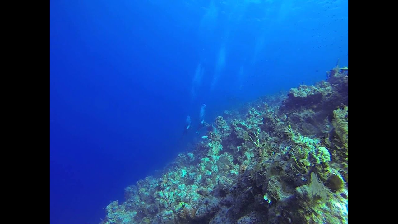 REEF SHARKS - BAHAMAS - COLOMBUS ISLE Club Med / Seafari - novembre 2013