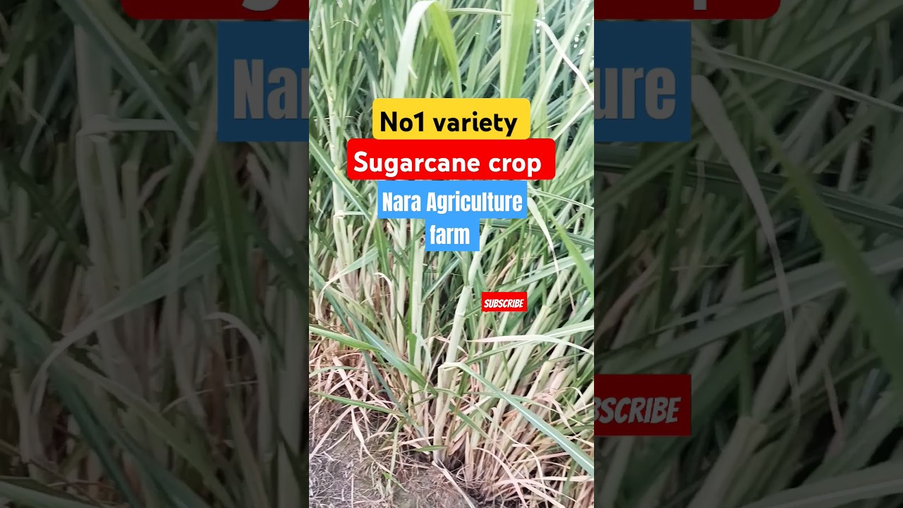 Sugarcane new variety | High yielding sugarcane variety | Sugarcane crop #sugarcane #shorts