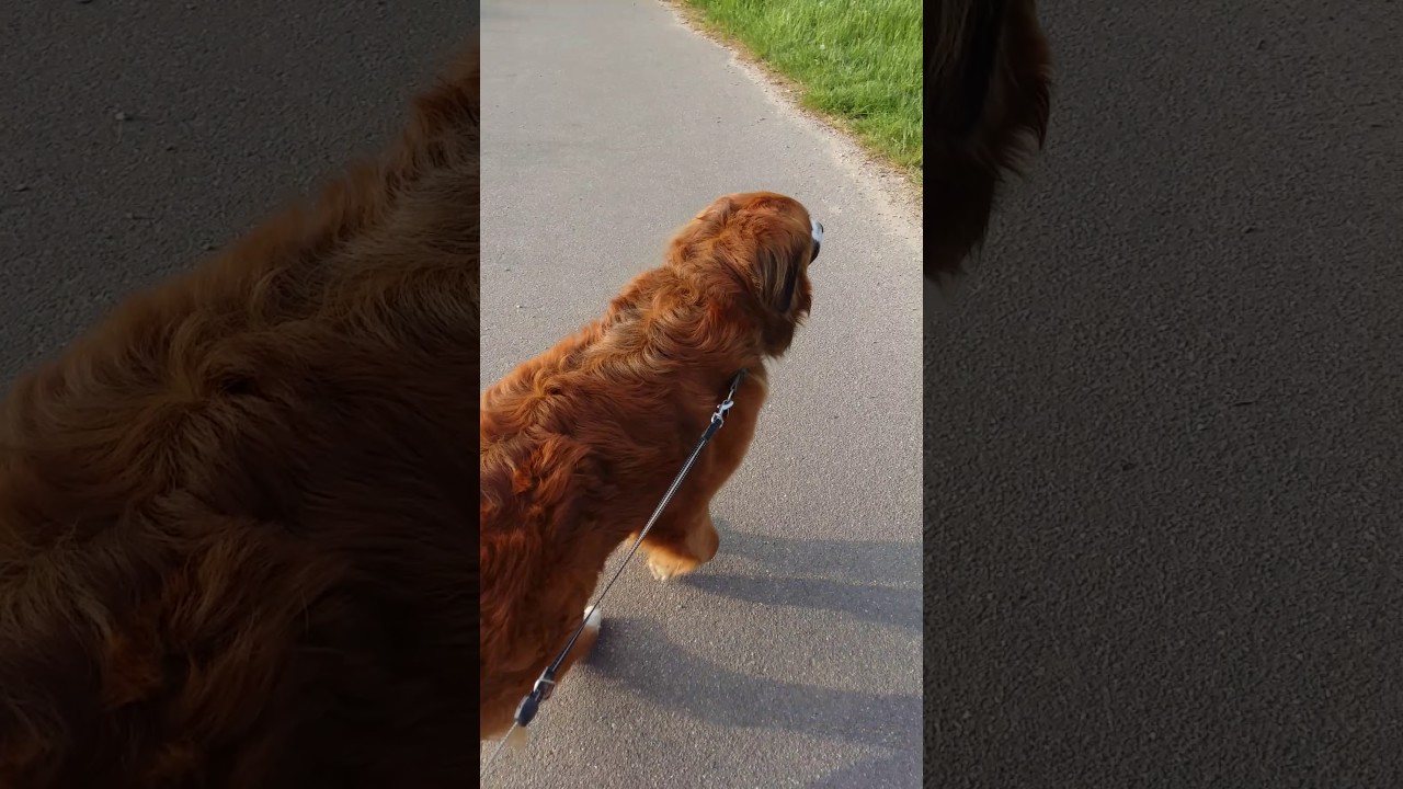 Lizzy ,eine junge Hündin mit Hochgradieger HD(1)