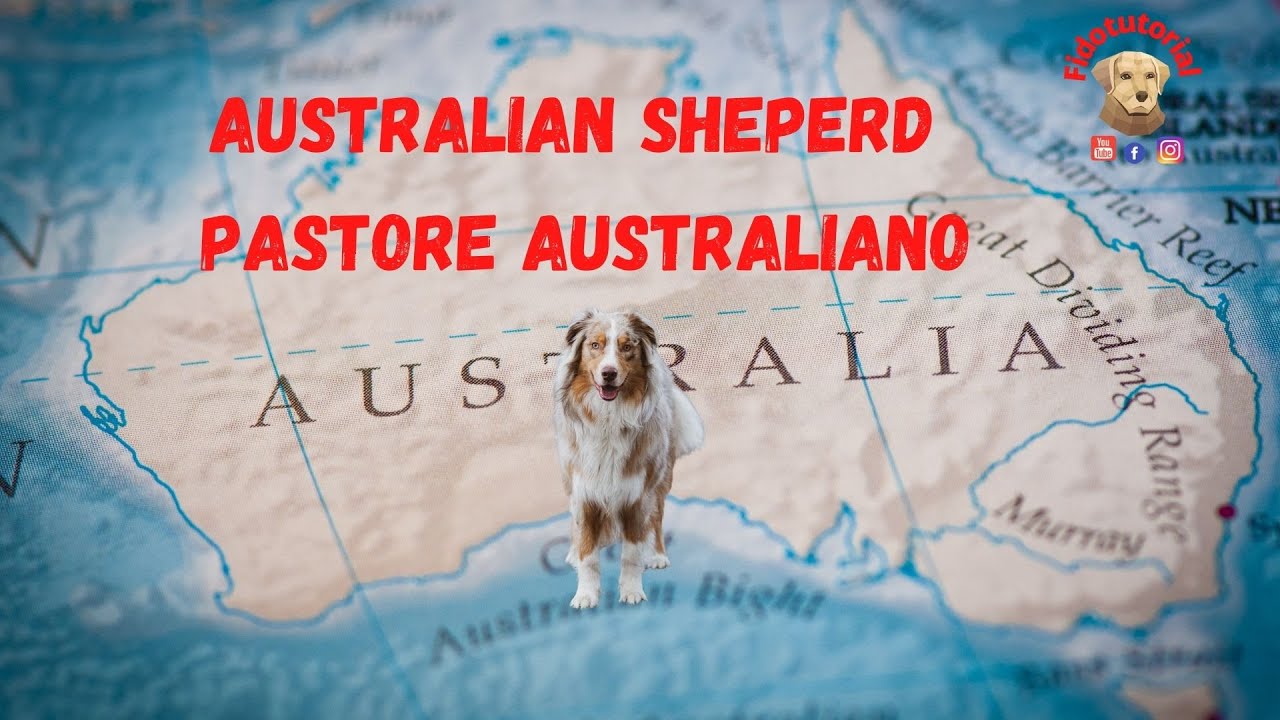 Australian Sheperd Pastore Australiano