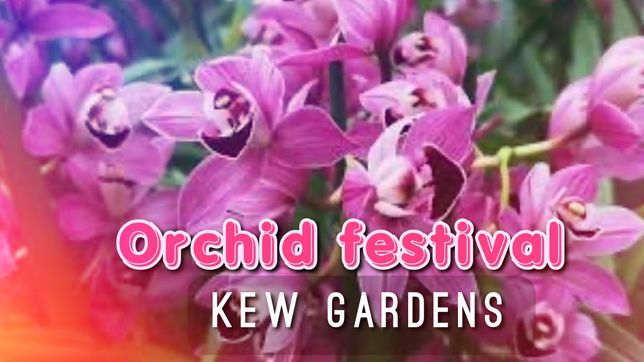 Kew Gardens Orchid Festival, Madagascar 2024 virtual walk around