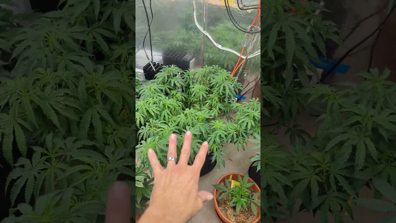 McFritter training update! #cannabis #training #indoorgrow #howto #learn