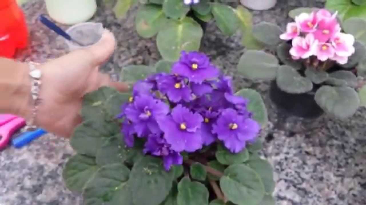 Cuidando das minhas violetas