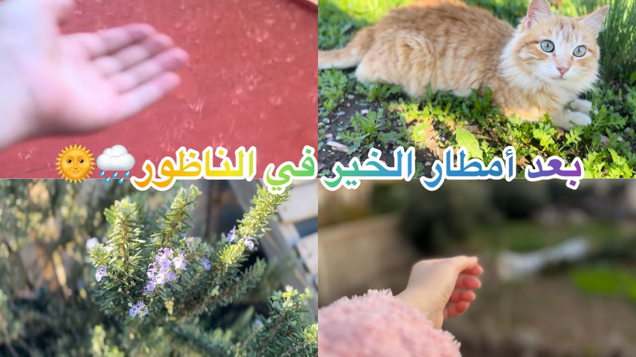 تبارك الله على خيرات الله بعد امطار الخير في الناظور🌧️🌞