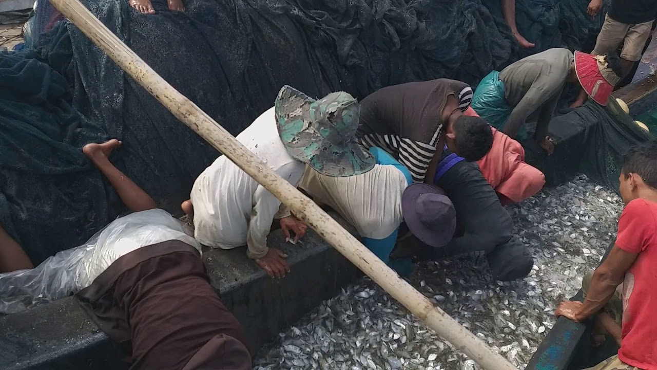 Luar biasa labuh pukat dapat ikan teri