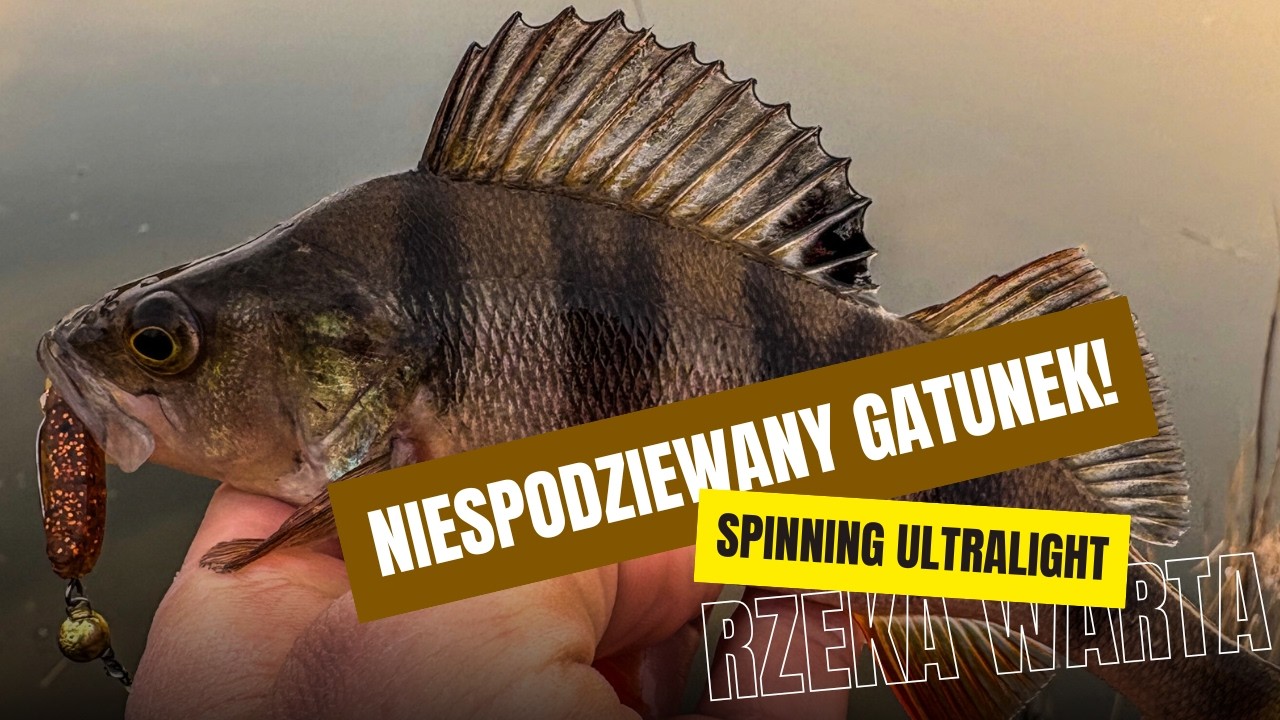 SPINNING NA RZECE | OKONIE Z WARTY | ULTRALIGHT SPONTAN SHOT | WĘDKARSTWO 2025