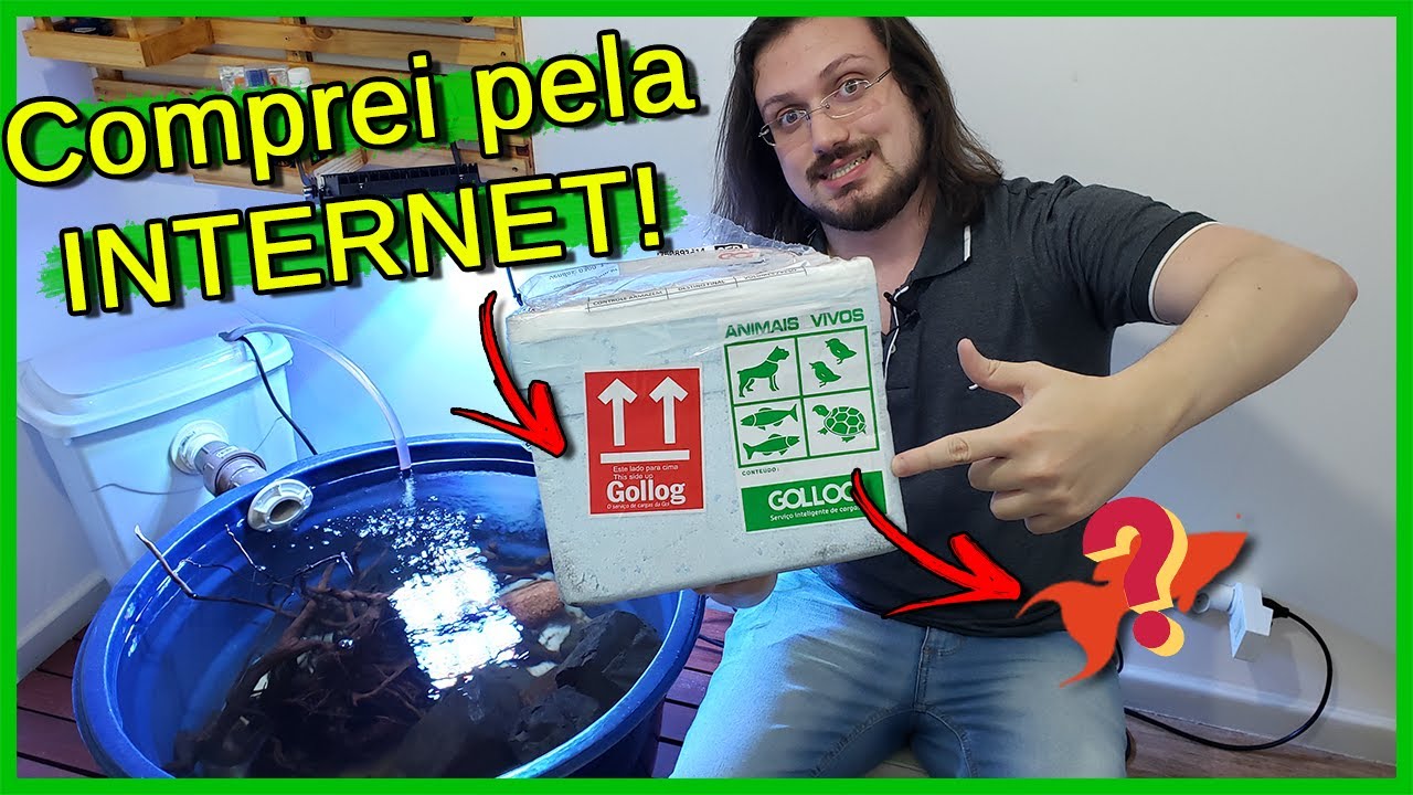Os PEIXES do Laguinho chegaram pela INTERNET! Deu Ruim?!