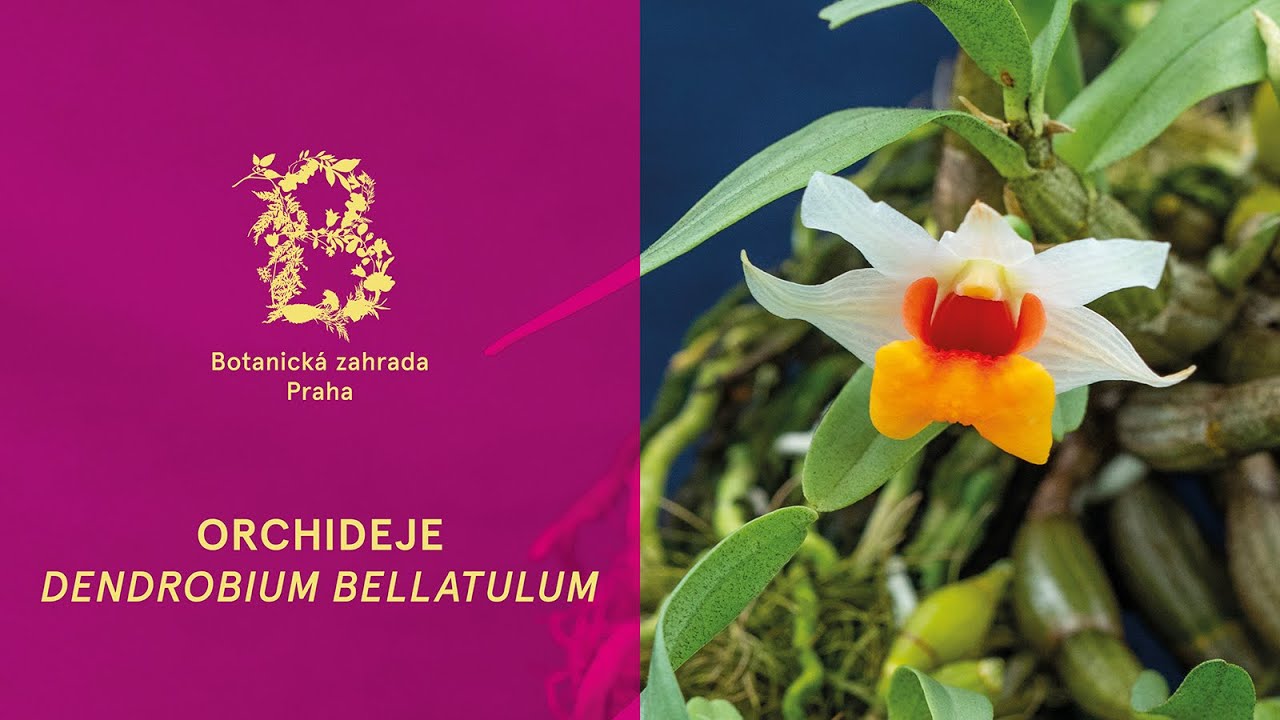 Orchideje s kurátorkou - Dendrobium bellatulum