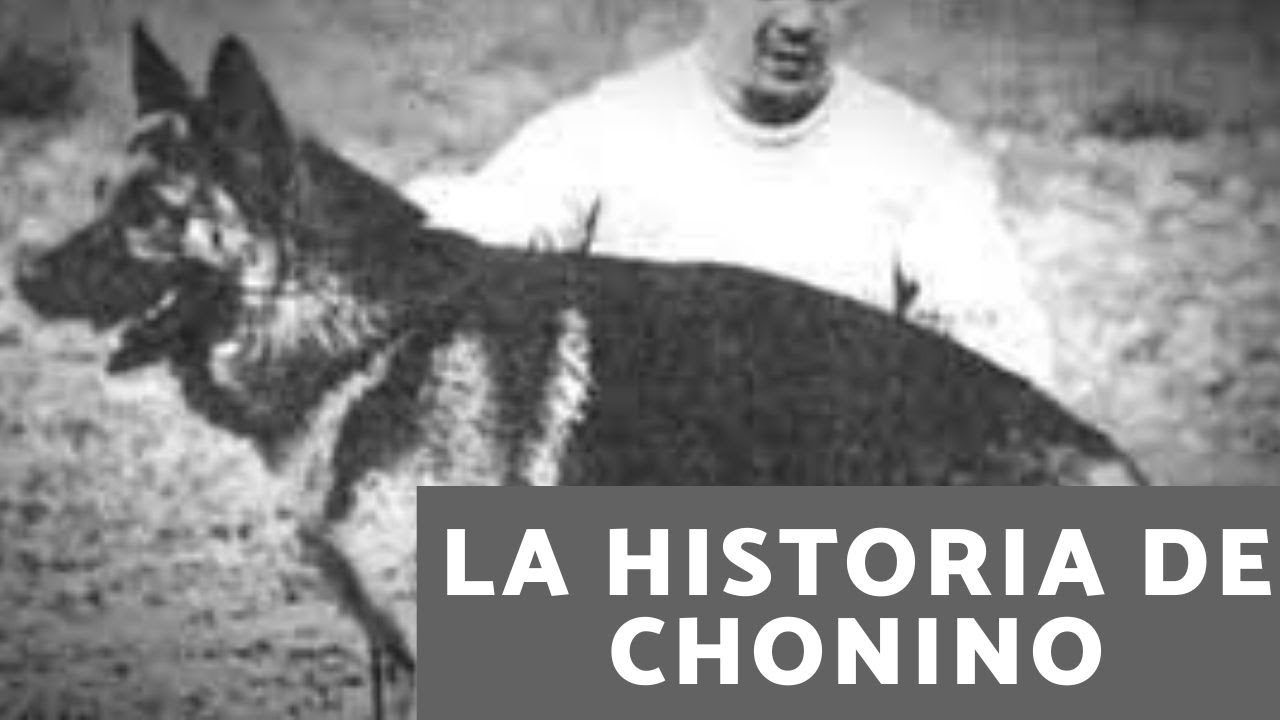 La trágica historia de Chonino, el ovejero alemán héroe