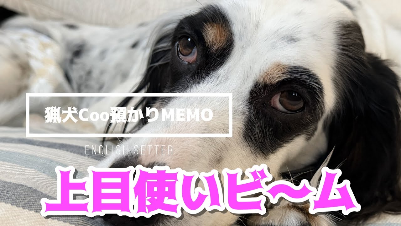 完敗！！猟犬クーの上目使いビ～ム！イングリッシュセッター、一時預かり中