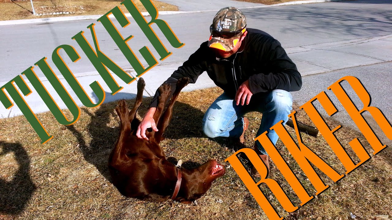 Dog reunited with Owner - Fetch Dog Harness (GoPro Canada 2015)
