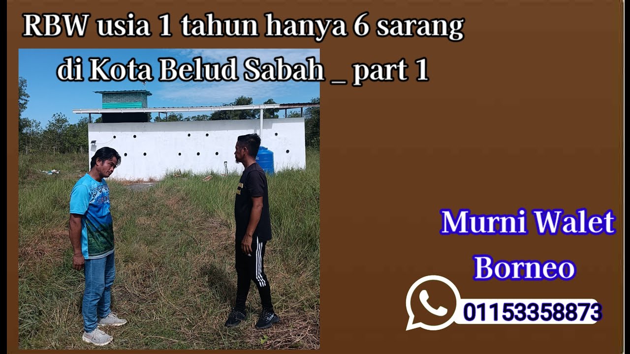 RBW usia 1 tahun hanya 6 sarang di KOTA BELUD part 1_ proses RENOVATION dan sound check