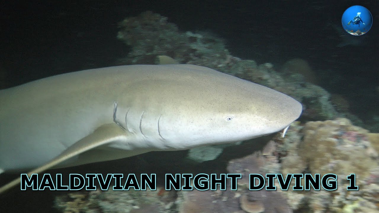 Maldivian Night Diving 1