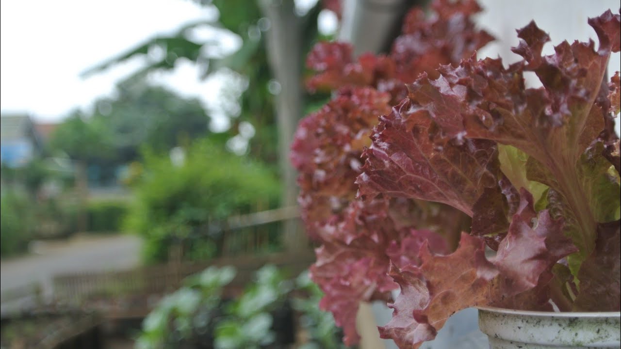 cara menanam selada merah di polybag (semai sampai panen) || planting red lettuce in polybag