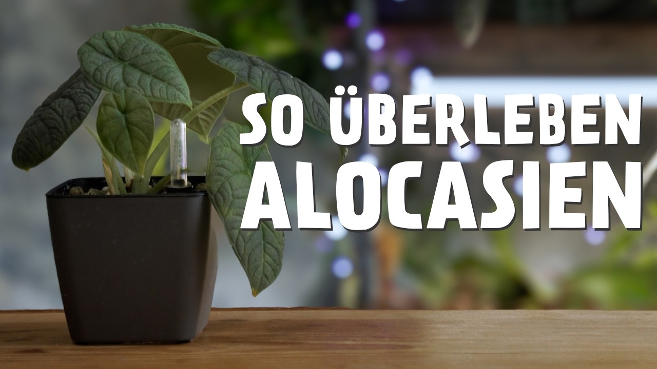 Mit DIESEM Trick überlebt JEDE Alocasia 🤯 + Anleitung (Elefantenohr)