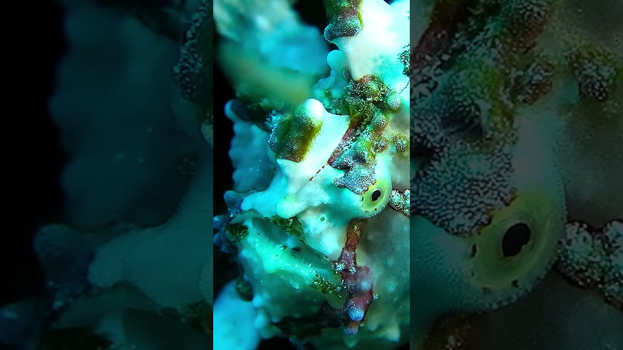 Little Life in Alor - Indonesia 