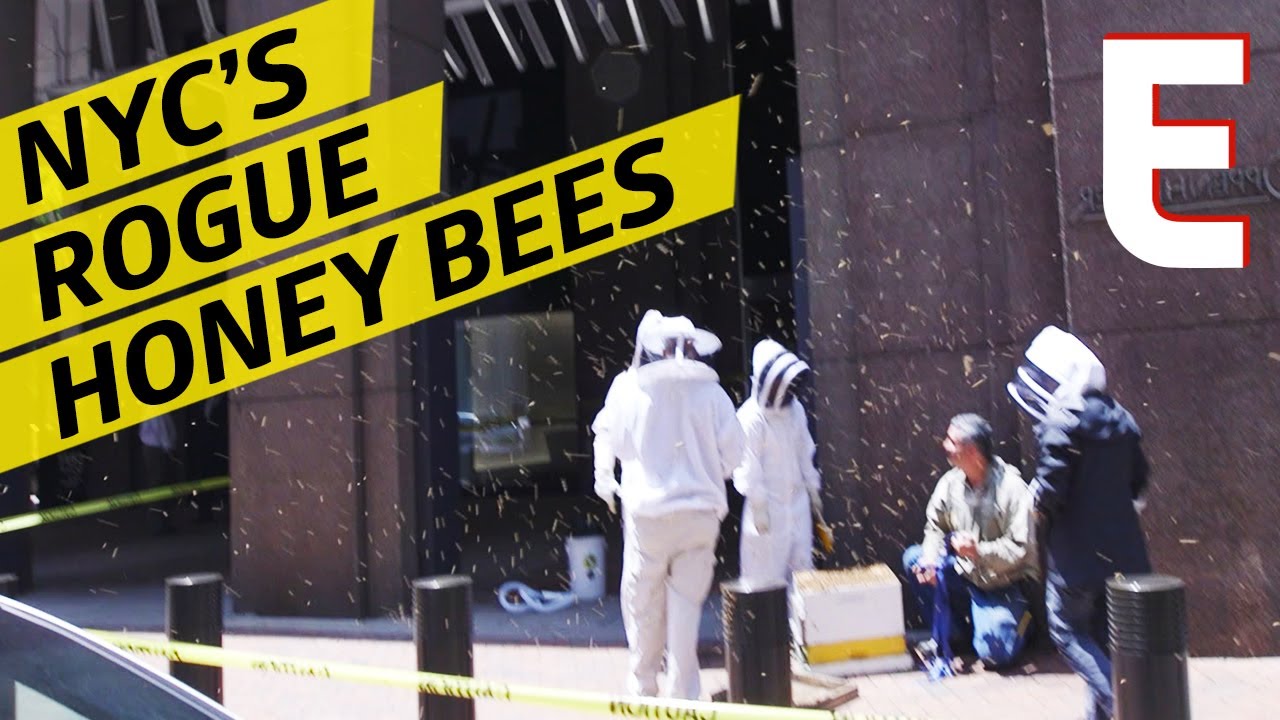 Capturing Sudden Swarms of NYC Bees To Make Honey
