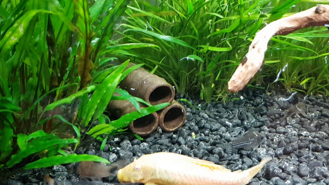 Akwarium 112l - Pora karmienia😊