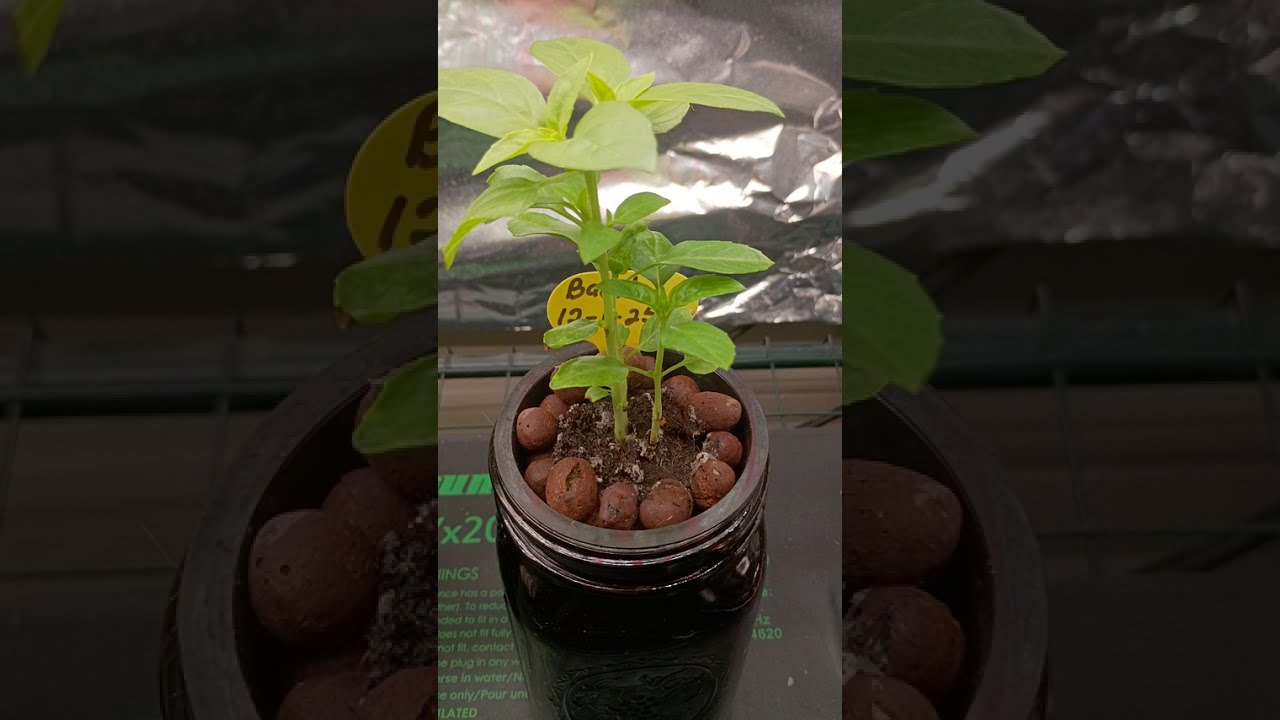 #WIG2025 Update 3  @mikeschaoticgardening @GtJrGrowsItAlaska