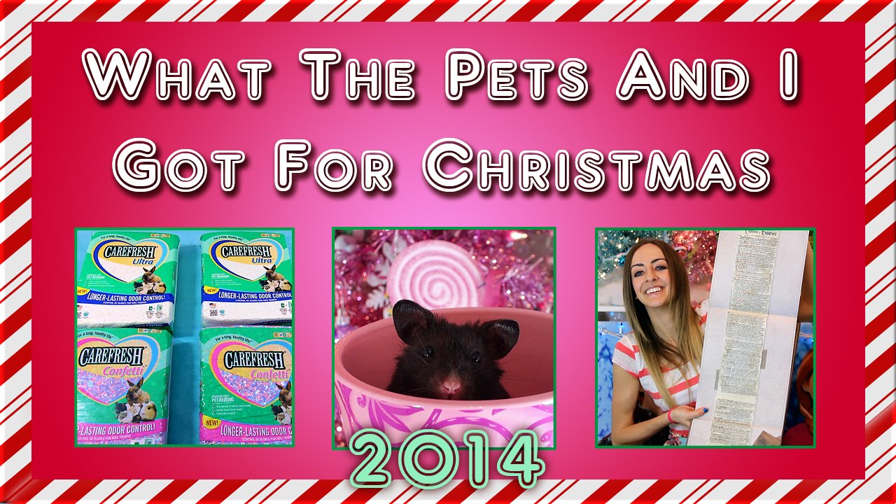 ❄ What the pets (and I) got for Christmas 2014 ❄