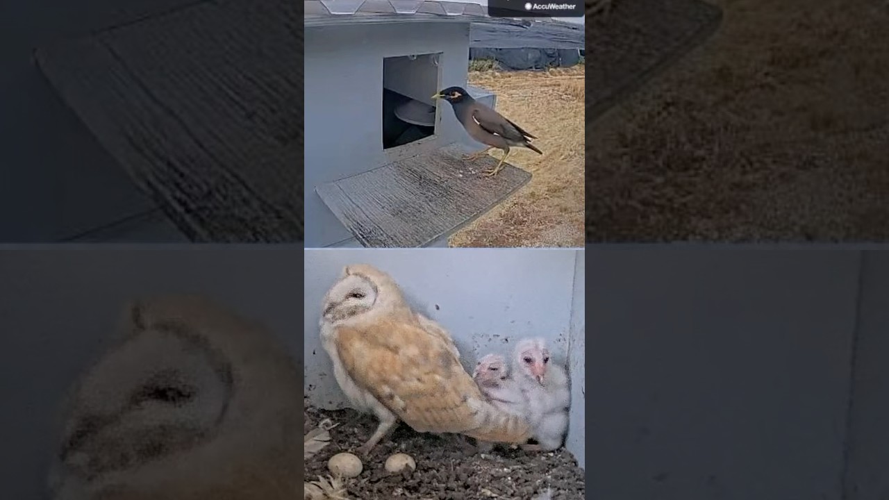 Unfiltered Wildlife 🦉 Nest Box Stand-Off
