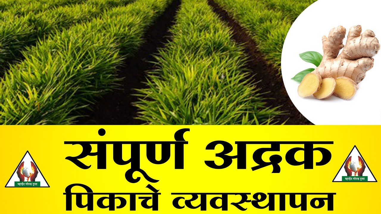 संपूर्ण अद्रक पिकाचे व्यवस्थापन - गजानन जाधव