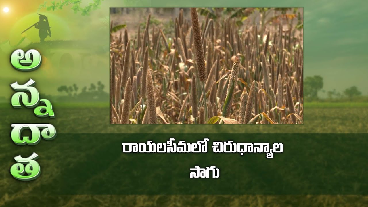 Millet farming tips for Rayalaseema, A.P | ETV