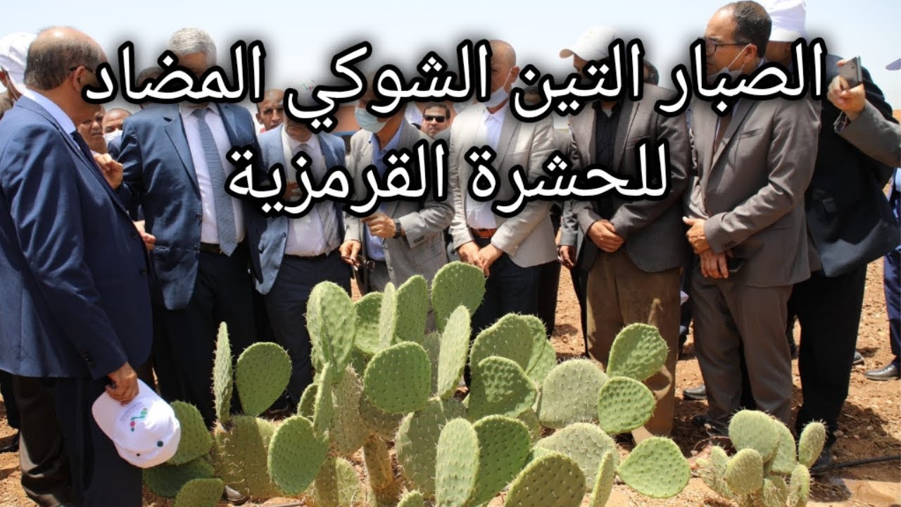بداية نجاح الصبار التين الشوكي المضاد الحشرة القرمزية