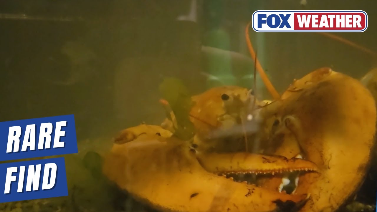 &lsquo;Ultra Rare&rsquo; Orange Lobster Saved From Grocery Store Freed In New York